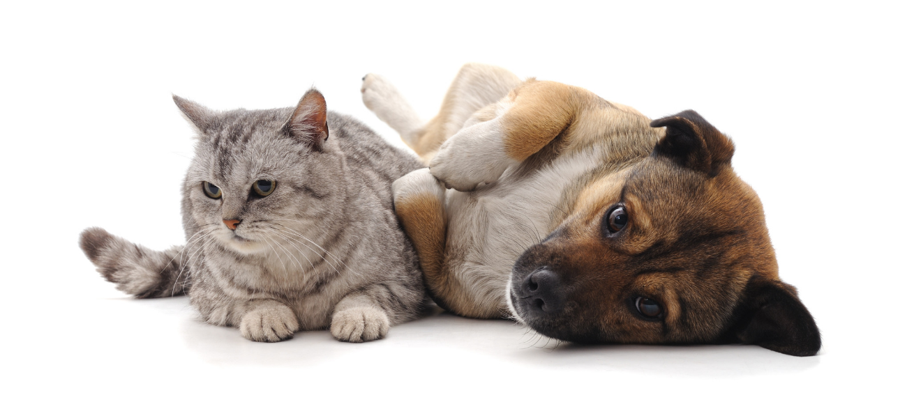 Med Vet Blog Header